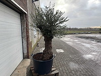 Olijfboom bonsai - olea europaea - 75 jaar oud - hoogte ca. 220 cm - afbeelding 4 van  6