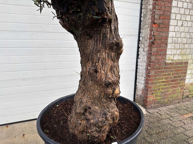 Olijfboom bonsai - olea europaea - 75 jaar oud - hoogte ca. 220 cm - afbeelding 5 van  6