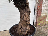 Olijfboom bonsai - olea europaea - 75 jaar oud - hoogte ca. 220 cm - afbeelding 5 van  6