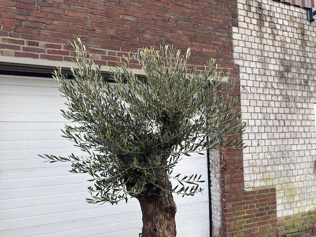 Olijfboom bonsai - olea europaea - 75 jaar oud - hoogte ca. 220 cm - afbeelding 6 van  6