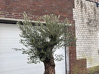 Olijfboom bonsai - olea europaea - 75 jaar oud - hoogte ca. 220 cm - afbeelding 6 van  6