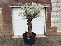 Olijfboom bonsai - olea europaea - 75 jaar oud - hoogte ca. 220 cm - afbeelding 1 van  4