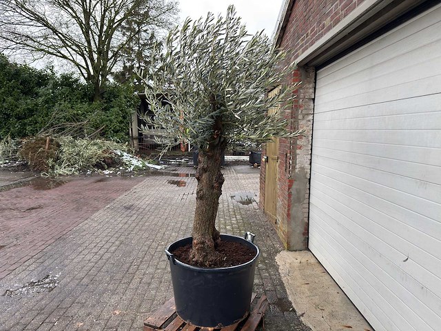 Olijfboom bonsai - olea europaea - 75 jaar oud - hoogte ca. 220 cm - afbeelding 2 van  4