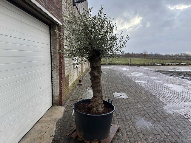Olijfboom bonsai - olea europaea - 75 jaar oud - hoogte ca. 220 cm - afbeelding 3 van  4