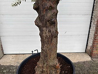 Olijfboom bonsai - olea europaea - 75 jaar oud - hoogte ca. 220 cm - afbeelding 4 van  4
