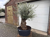 Olijfboom bonsai - olea europaea - 75 jaar oud - hoogte ca. 220 cm - afbeelding 1 van  4