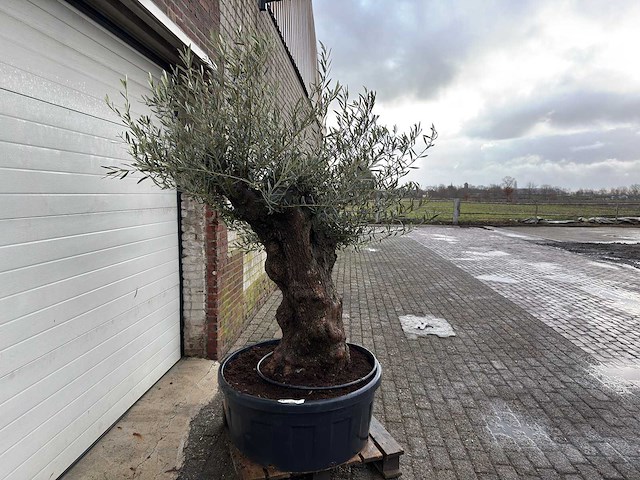 Olijfboom bonsai - olea europaea - 75 jaar oud - hoogte ca. 220 cm - afbeelding 3 van  4