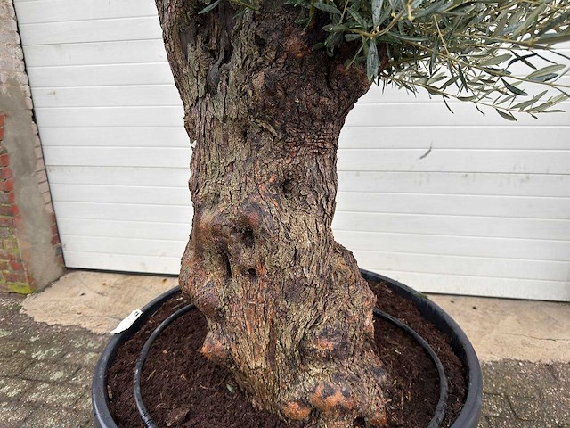 Olijfboom bonsai - olea europaea - 75 jaar oud - hoogte ca. 220 cm - afbeelding 4 van  4