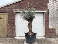 Olijfboom bonsai - olea europaea - 75 jaar oud - hoogte ca. 230 cm