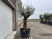 Olijfboom bonsai - olea europaea - 75 jaar oud - hoogte ca. 230 cm - afbeelding 2 van  7