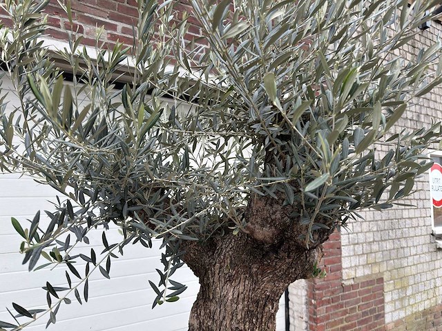 Olijfboom bonsai - olea europaea - 75 jaar oud - hoogte ca. 230 cm - afbeelding 6 van  7