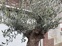 Olijfboom bonsai - olea europaea - 75 jaar oud - hoogte ca. 230 cm - afbeelding 6 van  7