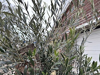 Olijfboom bonsai - olea europaea - 75 jaar oud - hoogte ca. 230 cm - afbeelding 3 van  7