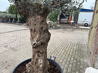 Olijfboom bonsai - olea europaea - 75 jaar oud - hoogte ca. 230 cm - afbeelding 7 van  7