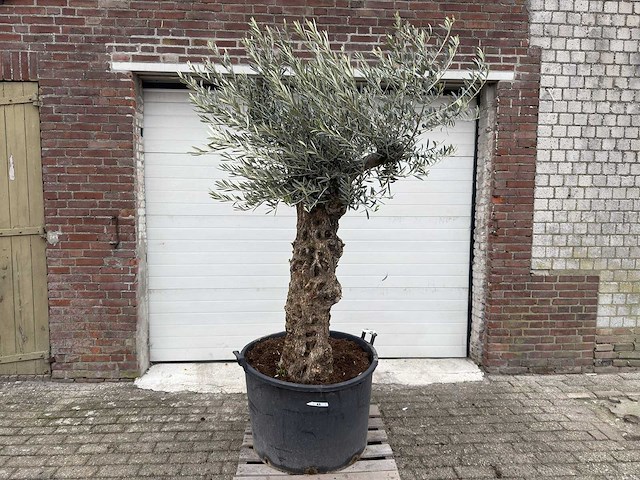 Olijfboom bonsai - olea europaea - 75 jaar oud - hoogte ca. 230 cm - afbeelding 6 van  6