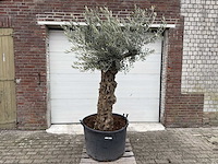 Olijfboom bonsai - olea europaea - 75 jaar oud - hoogte ca. 230 cm