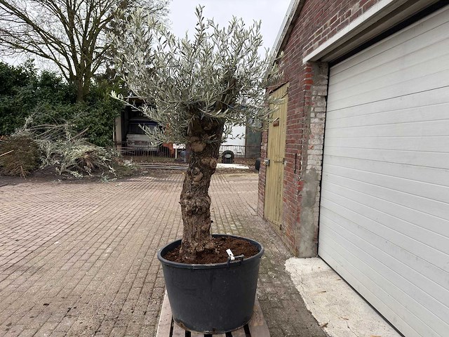 Olijfboom bonsai - olea europaea - 75 jaar oud - hoogte ca. 230 cm - afbeelding 1 van  6