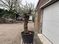 Olijfboom bonsai - olea europaea - 75 jaar oud - hoogte ca. 230 cm - afbeelding 1 van  6