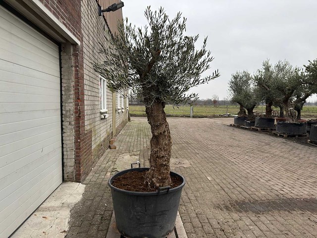 Olijfboom bonsai - olea europaea - 75 jaar oud - hoogte ca. 230 cm - afbeelding 2 van  6