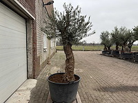 Olijfboom bonsai - olea europaea - 75 jaar oud - hoogte ca. 230 cm - afbeelding 2 van  6