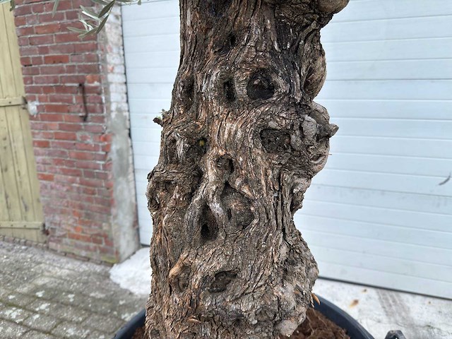 Olijfboom bonsai - olea europaea - 75 jaar oud - hoogte ca. 230 cm - afbeelding 3 van  6