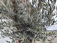 Olijfboom bonsai - olea europaea - 75 jaar oud - hoogte ca. 230 cm - afbeelding 4 van  6