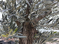 Olijfboom bonsai - olea europaea - 75 jaar oud - hoogte ca. 230 cm - afbeelding 5 van  6