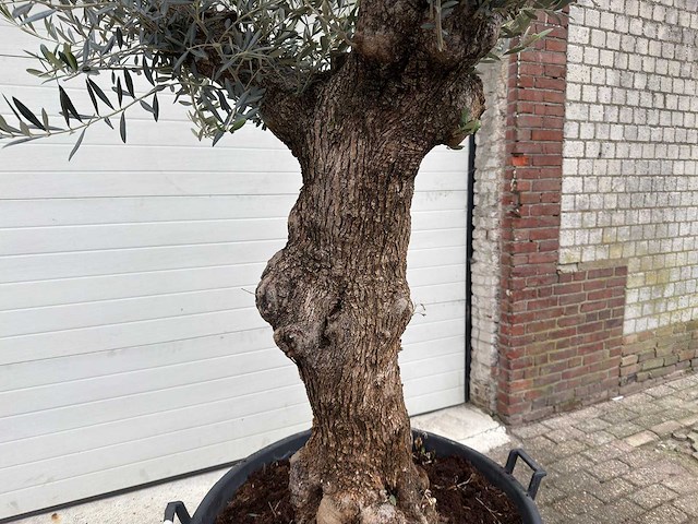 Olijfboom bonsai - olea europaea - 75 jaar oud - hoogte ca. 230 cm - afbeelding 1 van  3