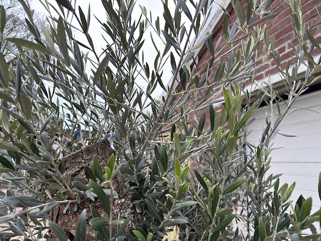 Olijfboom bonsai - olea europaea - 75 jaar oud - hoogte ca. 230 cm - afbeelding 2 van  3