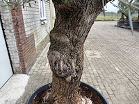 Olijfboom bonsai - olea europaea - 75 jaar oud - hoogte ca. 230 cm - afbeelding 3 van  3