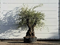 Olijfboom bonsai - olea europaea - ca. 100 jaar oud - hoogte ca. 220 cm