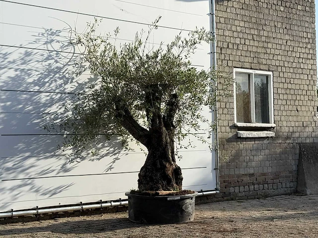 Olijfboom bonsai - olea europaea - ca. 100 jaar oud - hoogte ca. 220 cm - afbeelding 3 van  3
