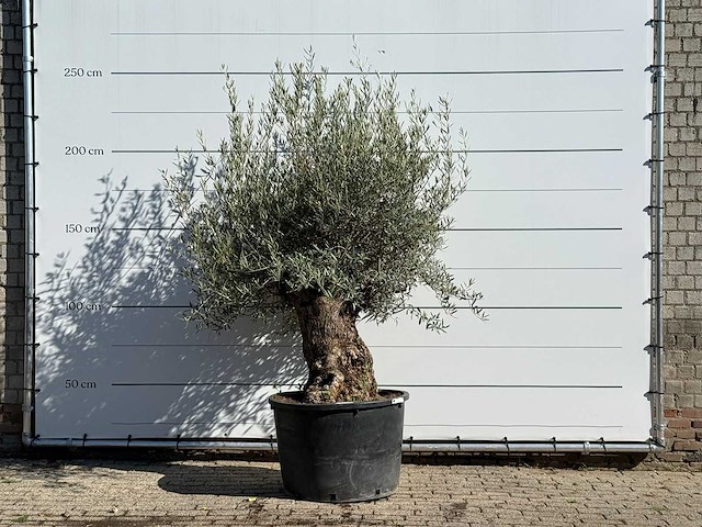 Olijfboom bonsai - olea europaea - ca. 100 jaar oud - hoogte ca. 230 cm - afbeelding 1 van  3