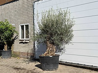 Olijfboom bonsai - olea europaea - ca. 100 jaar oud - hoogte ca. 230 cm - afbeelding 2 van  3