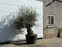 Olijfboom bonsai - olea europaea - ca. 100 jaar oud - hoogte ca. 230 cm - afbeelding 3 van  3