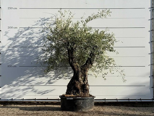 Olijfboom bonsai - olea europaea - ca. 100 jaar oud - hoogte ca. 230 cm - afbeelding 1 van  3