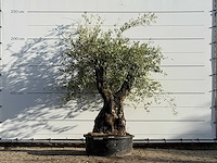 Olijfboom bonsai - olea europaea - ca. 100 jaar oud - hoogte ca. 230 cm - afbeelding 1 van  3