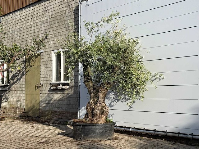 Olijfboom bonsai - olea europaea - ca. 100 jaar oud - hoogte ca. 230 cm - afbeelding 2 van  3