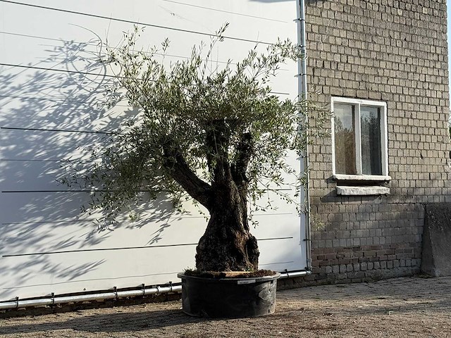 Olijfboom bonsai - olea europaea - ca. 100 jaar oud - hoogte ca. 230 cm - afbeelding 3 van  3