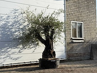 Olijfboom bonsai - olea europaea - ca. 100 jaar oud - hoogte ca. 230 cm - afbeelding 3 van  3