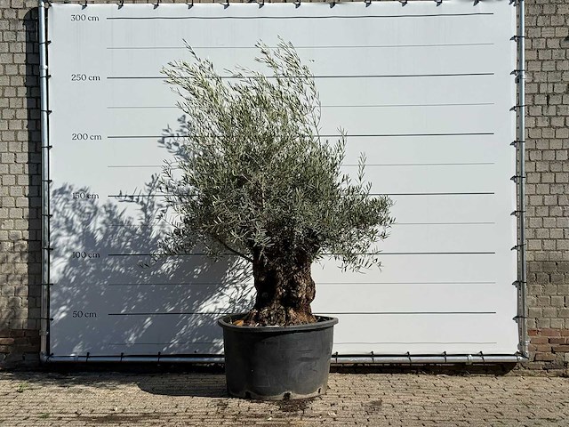 Olijfboom bonsai - olea europaea - ca. 100 jaar oud - hoogte ca. 240 cm - afbeelding 1 van  3