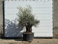 Olijfboom bonsai - olea europaea - ca. 100 jaar oud - hoogte ca. 240 cm - afbeelding 1 van  3