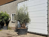 Olijfboom bonsai - olea europaea - ca. 100 jaar oud - hoogte ca. 240 cm - afbeelding 2 van  3