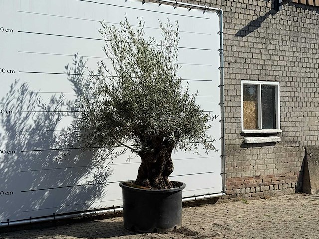 Olijfboom bonsai - olea europaea - ca. 100 jaar oud - hoogte ca. 240 cm - afbeelding 3 van  3