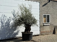 Olijfboom bonsai - olea europaea - ca. 100 jaar oud - hoogte ca. 240 cm - afbeelding 3 van  3
