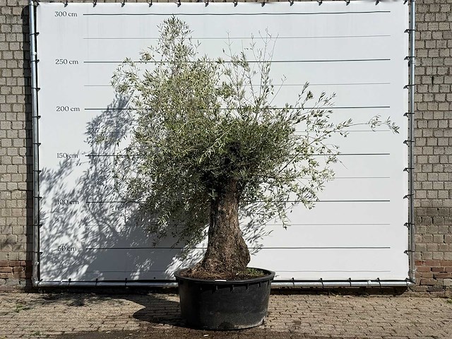 Olijfboom bonsai - olea europaea - ca. 100 jaar oud - hoogte ca. 240 cm - afbeelding 1 van  3