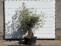 Olijfboom bonsai - olea europaea - ca. 100 jaar oud - hoogte ca. 240 cm - afbeelding 1 van  3