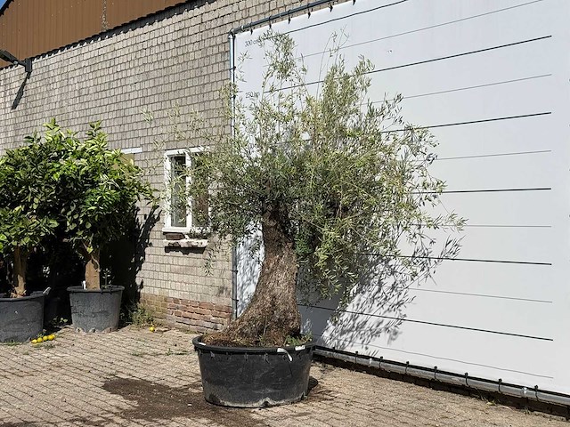 Olijfboom bonsai - olea europaea - ca. 100 jaar oud - hoogte ca. 240 cm - afbeelding 2 van  3