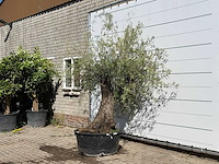 Olijfboom bonsai - olea europaea - ca. 100 jaar oud - hoogte ca. 240 cm - afbeelding 2 van  3