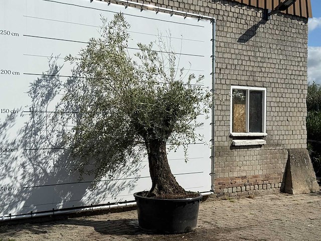 Olijfboom bonsai - olea europaea - ca. 100 jaar oud - hoogte ca. 240 cm - afbeelding 3 van  3